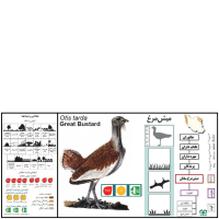 گونه میش مرغ Great Bustard